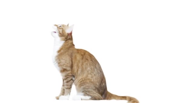 Chat rouge saute sur un fond blanc — Video