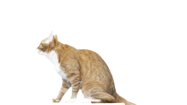 Divertido gato rojo salta sobre un fondo blanco — Vídeo de stock