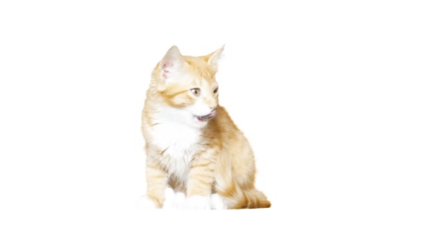 Rolig röd kattunge på en vit bakgrund — Stockvideo