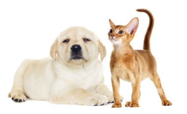 yavru kedi ve köpek yavrusu yanında