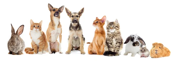 Röda hund och röd kattunge söker — Stockfoto