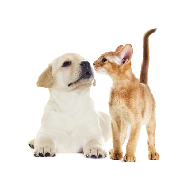 Котенок и щенок рядом — стоковое фото