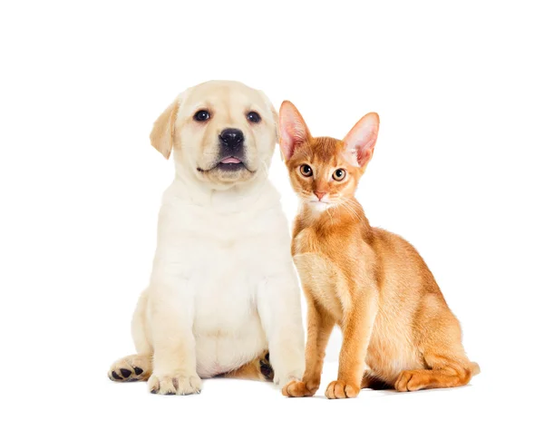 Labrador puppy and Abyssinian kitten looking — Stock Photo, Image