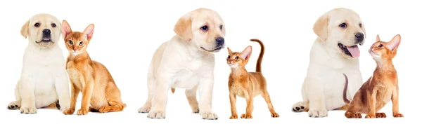 Labrador puppy and Abyssinian kitten looking — Stock Photo, Image