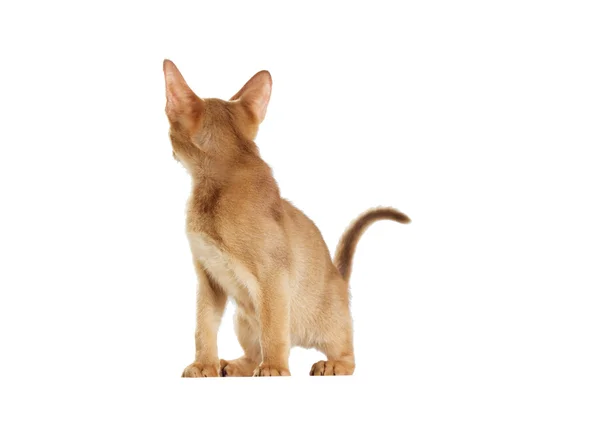 En cutr kattunge söker — Stockfoto