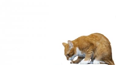 Kırmızı kedi atlar ve beyaz bir arka plan üzerinde yiyor