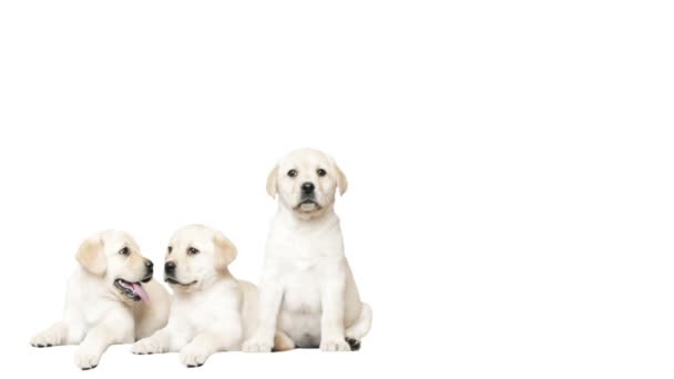 Tres cachorros labradores dorados sobre fondo blanco — Vídeos de Stock