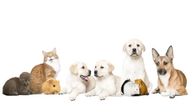Roliga husdjur på en vit bakgrund — Stockvideo