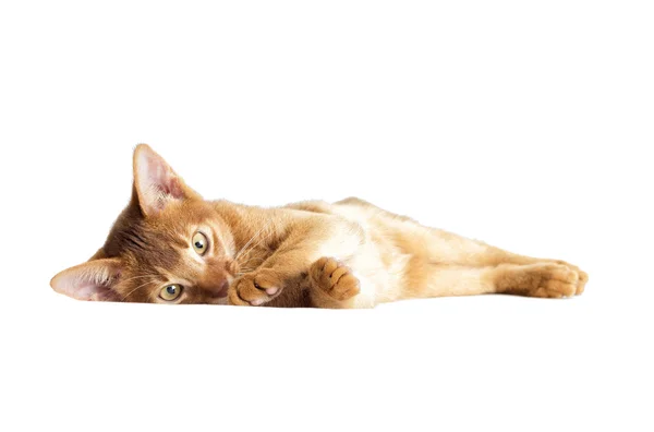 Kotě habešská pohledu — Stock fotografie