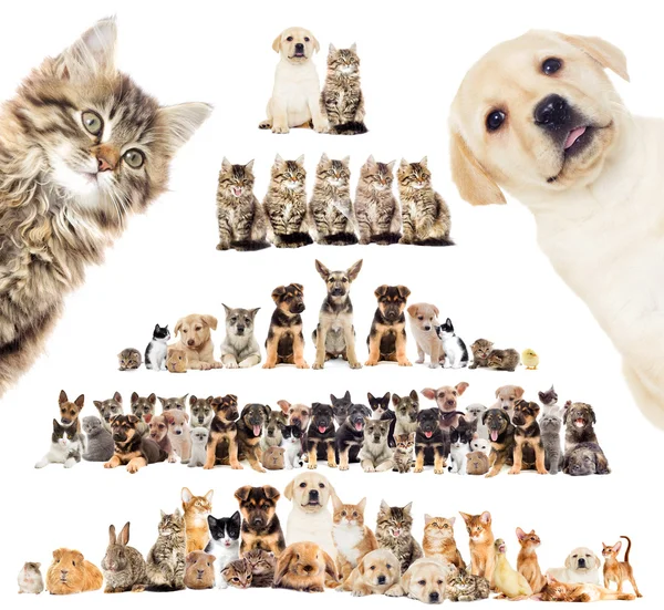 Un conjunto de mascotas —  Fotos de Stock