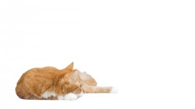 Kırmızı kedi beyaz bir arka plan üzerinde seyir