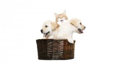 iki labrador yavru ve bir hasır sepet beyaz zemin üzerinde bir kedi