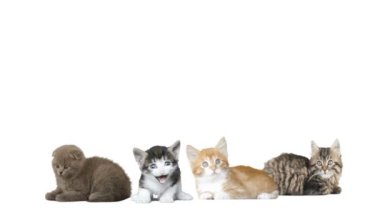 Yavru kedi beyaz arka planı arıyorum