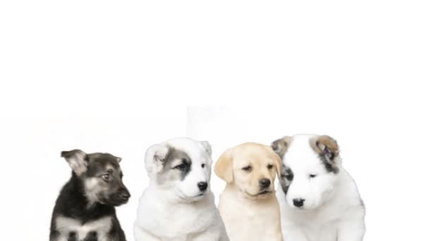 Four dogs on a white background — Stock Video