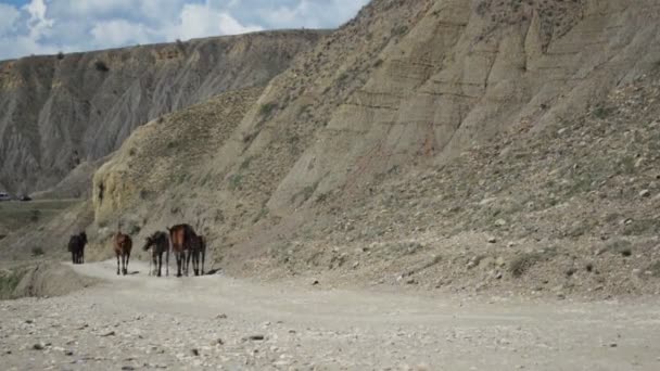 Horse go on a mountain road — Stock Video