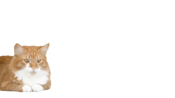 Ginger cat scared looking at a white background — Stock Video