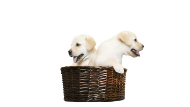 Cachorro labrador dos en una canasta de mimbre sobre un fondo blanco — Vídeo de stock