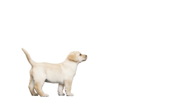 Cachorro sobre fondo blanco — Vídeo de stock