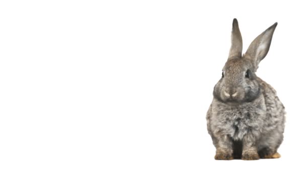 Rabbit talking on a white background — Stock Video