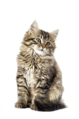 tüylü yavru kedi arıyorum