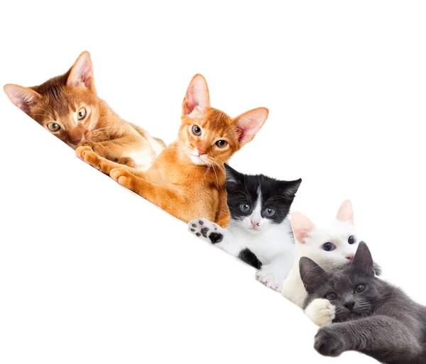 A cats watching — Stock Photo, Image