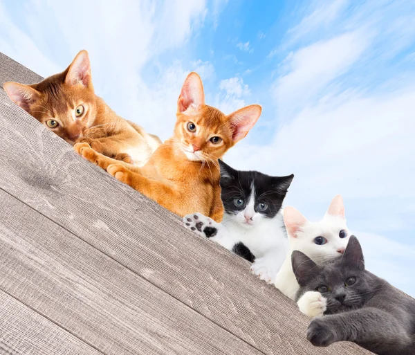 Kočky, sledování — Stock fotografie