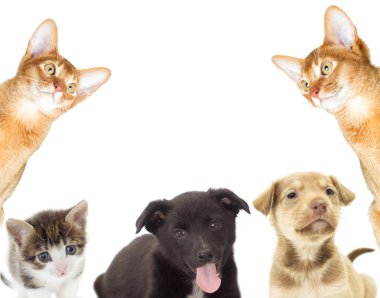  Evcil hayvan arka plan üzerinde 