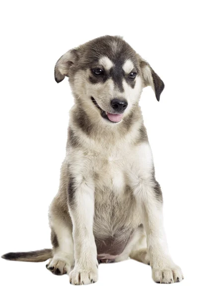 Um cachorro olhando — Fotografia de Stock