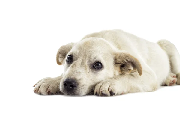 Um cachorro olhando — Fotografia de Stock