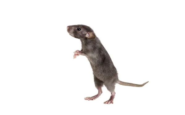 Small rat looking — Stock Photo, Image