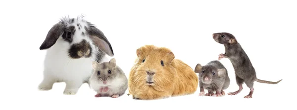 A rodents set — Stock Photo, Image