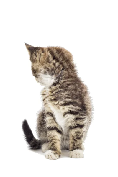 Tabby kitten looking back — Stock Photo, Image