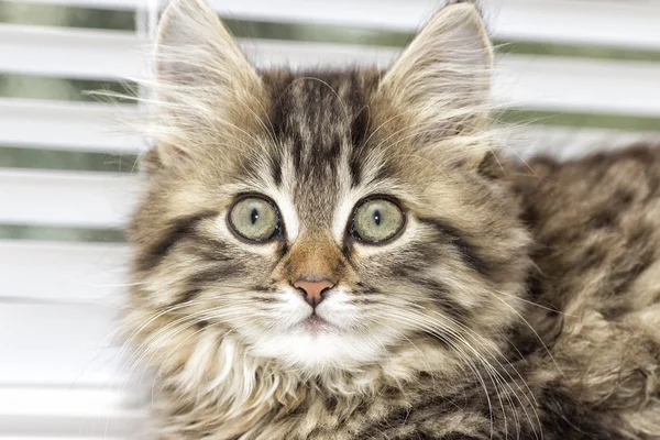 A kitten looking — Stock Photo, Image