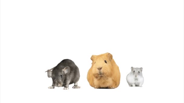 Hamster, eskiden şiling şimdi domuz ve beyaz zemin üzerine fare — Stok video
