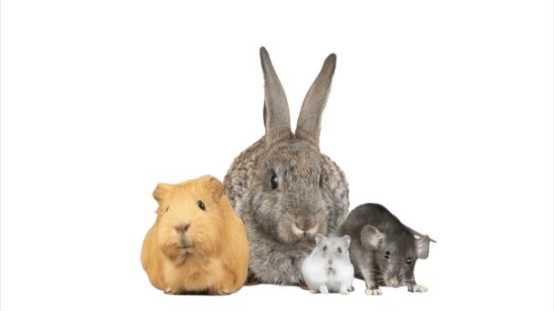 Кролик, хомяк, морская свинка и крыса на белом фоне — стоковое видео
