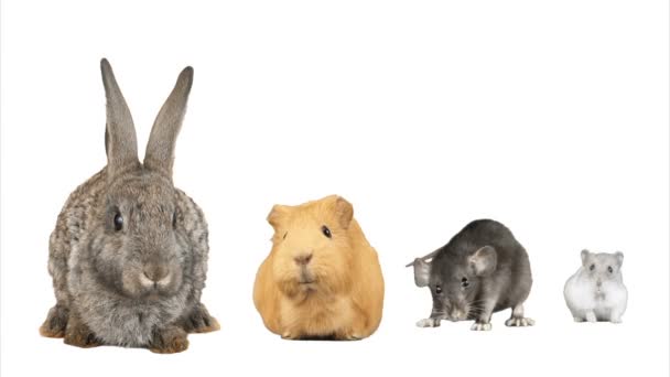 Konijn, hamster, cavia en rat op een witte achtergrond — Stockvideo