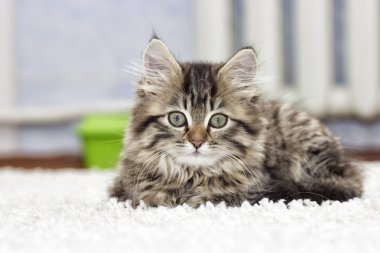 halı üzerinde kabarık kedi yavrusu