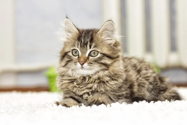Пушистый котёнок на ковре — стоковое фото