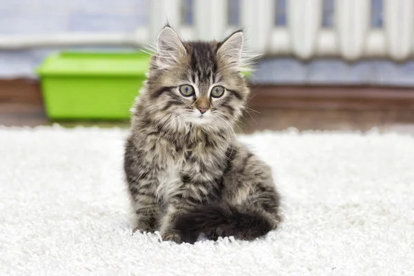 fluffy kitten on the carpet