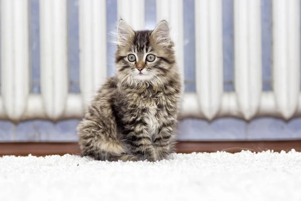 Fluffy kitten on the carpet — Stock Photo, Image