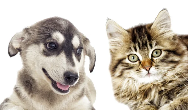 Котенок и щенок вместе — стоковое фото