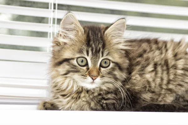 Kitten on a window sill — Stock Photo, Image