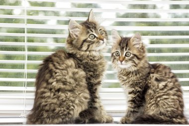 bir pencere pervazına üzerinde yavru kedi