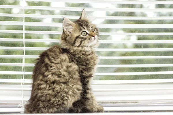 Bir pencere pervazına üzerinde yavru kedi — Stok fotoğraf