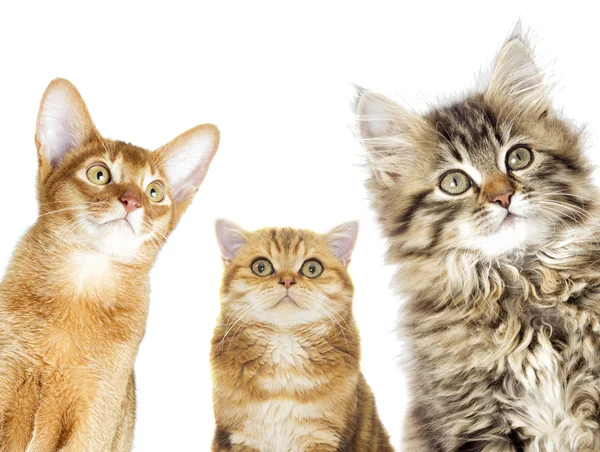 A cats group — Stock Photo, Image