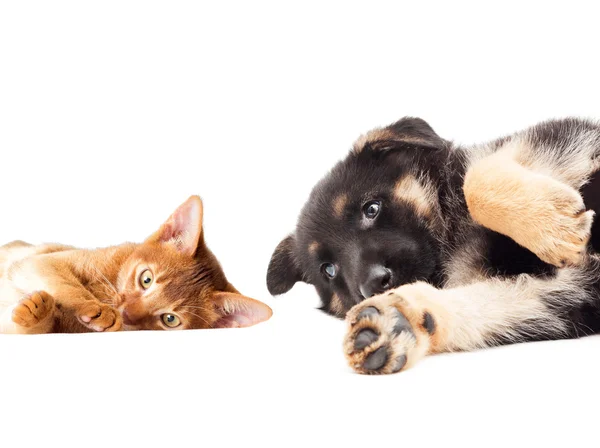 Kitten en puppy liggend en blik — Stockfoto
