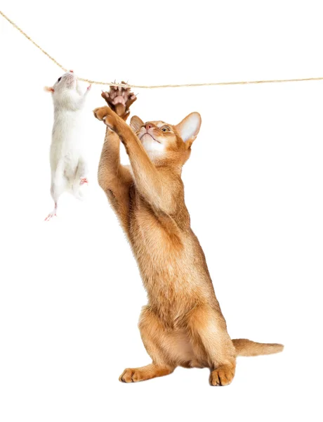 Cat and mouse — Stock Photo, Image