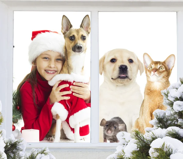 Lilla Santa flicka med husdjur — Stockfoto