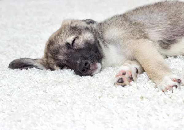 Puppy sleeping on a fluffy carpet — Stock Photo, Image