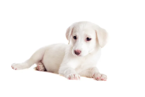 Lindo cachorro aislado — Foto de Stock